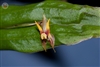 Lepanthes antennata species