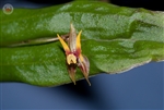 Lepanthes antennata species