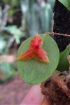 Lepanthes Sherry Bridyham