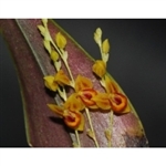 Lepanthes caudatisepala