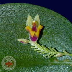 Lepanthes chorista species
