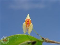 Lepanthes cingens species