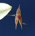 Lepanthes clareae