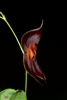 Lepanthes corkyae species