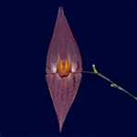 Lepanthes elegantula