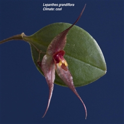 Lepanthes grandiflora