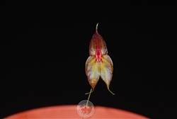 Lepanthes helgae