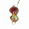 Lepanthes martineae