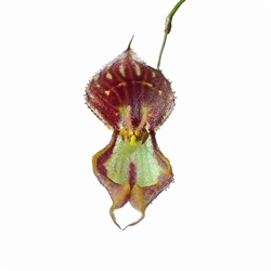 Lepanthes martineae