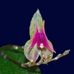 Lepanthes meniscophora