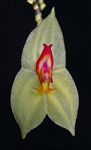 Lepanthes nicolasii