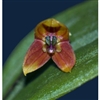 Lepanthes niesseniae