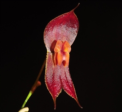 Lepanthes ophioglossa