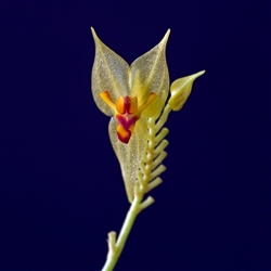 Lepanthes orion