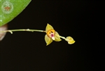 Lepanthes rhynchion