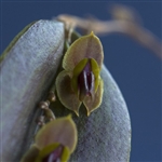 Lepanthes smaragdina