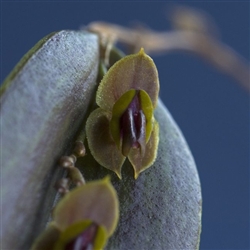 Lepanthes smaragdina