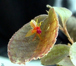 Lepanthes tentaculata