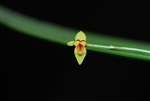 Lepanthes terpsichore