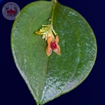 Lepanthes turialvae