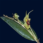 Lepanthes caloura