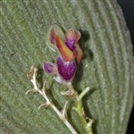 Lepanthes ilense species