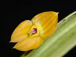 Lepanthes ophelma