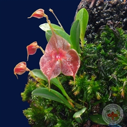 Lepanthes tsubotae