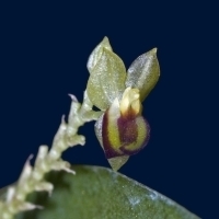 Lepanthes vellicata species