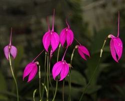 Masdevallia coccinea