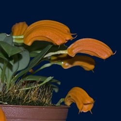 Masdevallia mendozae species