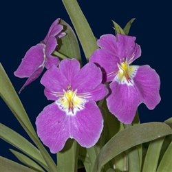 Miltoniopsis bismarkii var. josefina