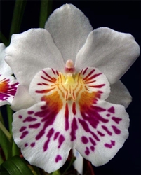 Miltoniopsis phalaenopsis 'John Leathers'