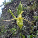 Phragmipedium boisserianum