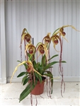 Phragmipedium humboldtii 'Fortuna'