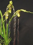 Phragmipedium caudatum v. 'Giganteum'