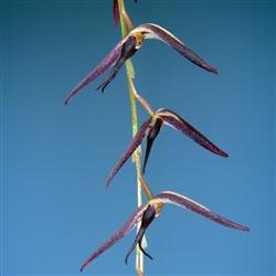 Pleurothallis ankyloglossa