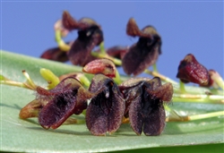 Pleurothallis cocornaensis