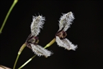 Pleurothallis flexuosa