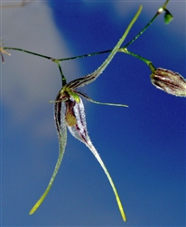 Pleurothallis macroblepharis