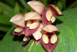 Pleurothallis marthae