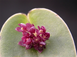 Pleurothallis nipterophylla