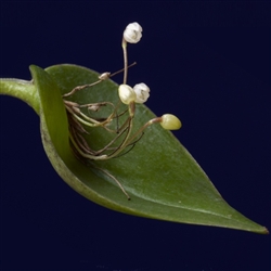 Pleurothallis niveoglobula