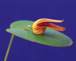 Pleurothallis nossax