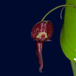 Pleurothallis ruberrima red
