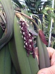 Pleurothallis strupifolia