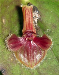 Pleurothallis troglodytes