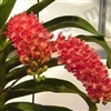 Rhynchostylis gigantea v. peach