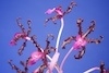 Schomburgkia splendida Orchid Species