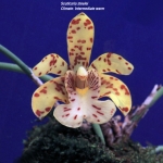 Scuticaria steelei Orchid Species